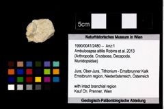 Foto (Objekt + Etikett) von Ambulocapsa altilis (Robins et al., 2013)  (NHMW-GEO-1990-0041-2480)